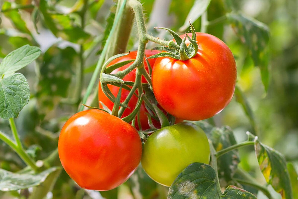 pomodoro1